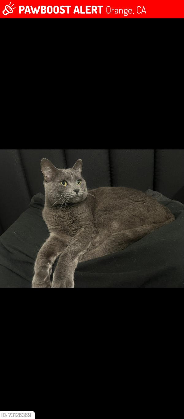Lost Male Cat last seen Sacramento st and Cloverdale Ave, Orange, CA 92867