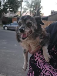 Reunited Unknown Dog last seen Peta and Briggsmore, Modesto, CA 95355