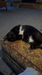 Reunited Female Cat last seen West river drive, New Richmond, WI 54017