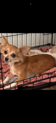 Lost Female Dog last seen Old Denton Rd and Timberland blvd, Keller, TX 76244