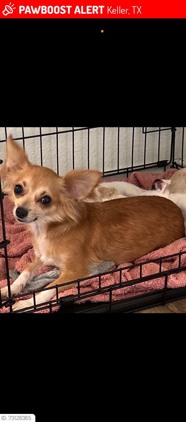 Lost Female Dog last seen Old Denton Rd and Timberland blvd, Keller, TX 76244