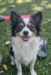 Lost Male Dog last seen Kelly park, Apopka, FL 32712