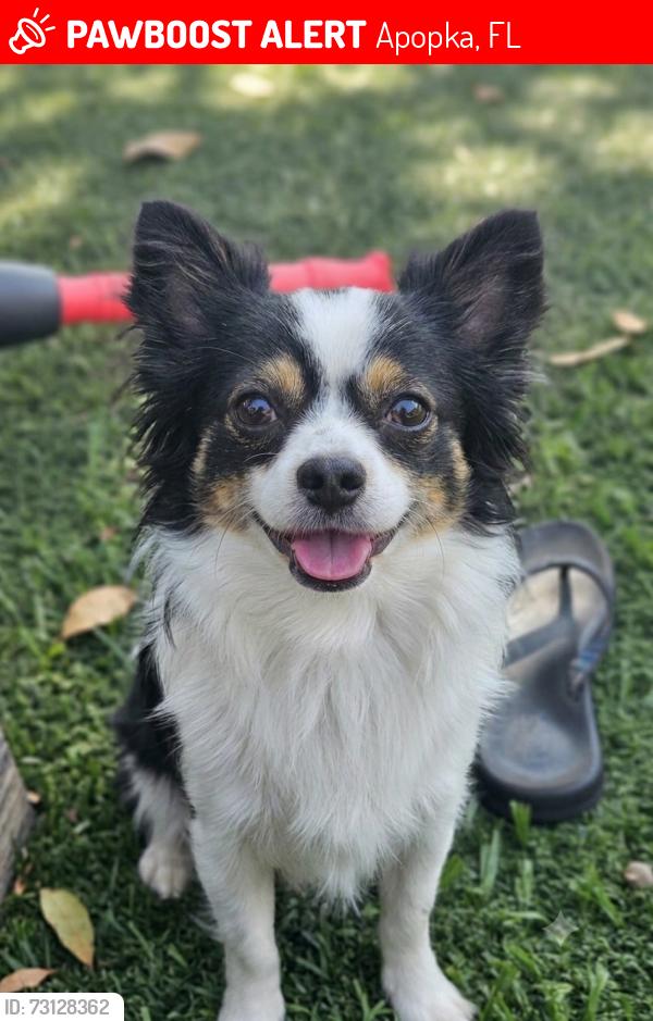 Lost Male Dog last seen Kelly park, Apopka, FL 32712