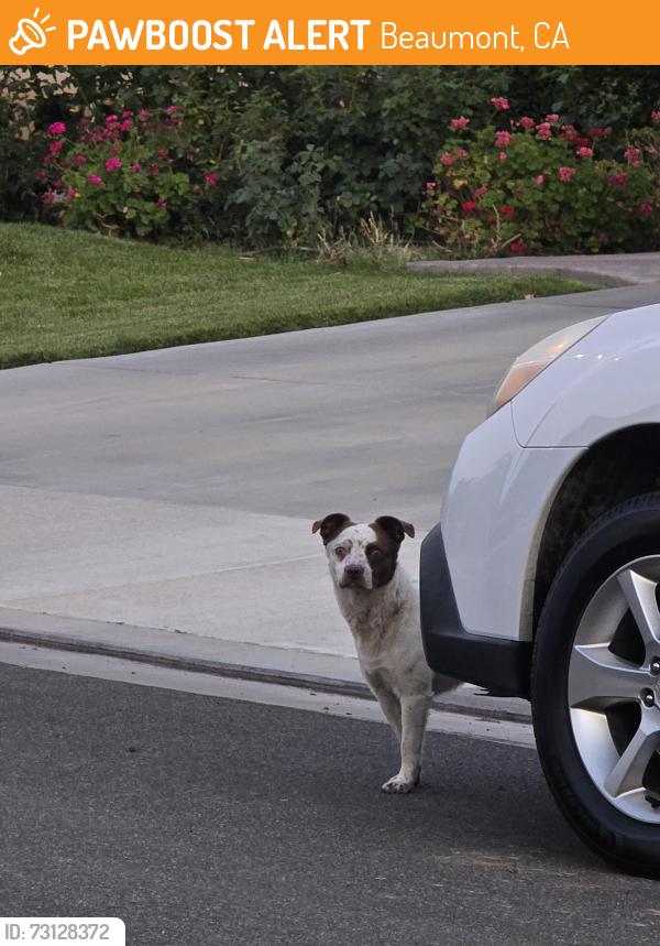 Found/Stray Male Dog last seen Middlecoff, Beaumont, CA 92223