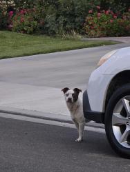 Found/Stray Male Dog last seen Middlecoff, Beaumont, CA 92223