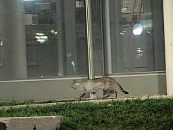 Found/Stray Unknown Cat last seen Regent's Plaza, Ann Arbor, MI 48109