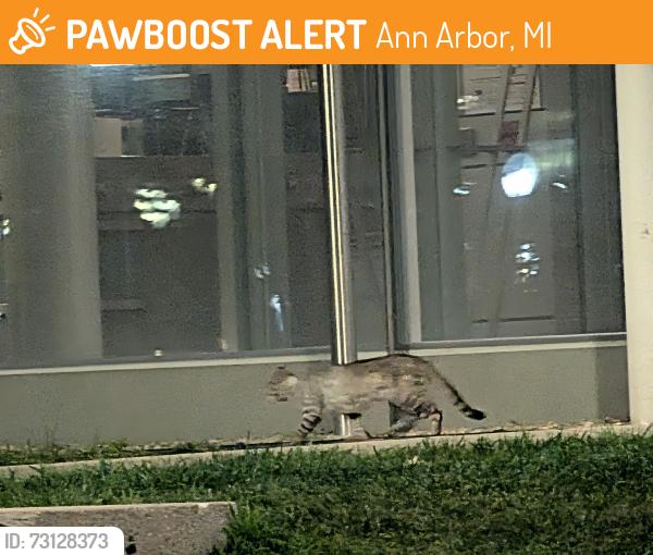 Found/Stray Unknown Cat last seen Regent's Plaza, Ann Arbor, MI 48109