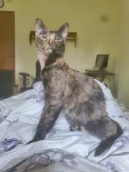 Reunited Female Cat last seen Merriman and 8 Mile (Base Line), Livonia, MI 48152