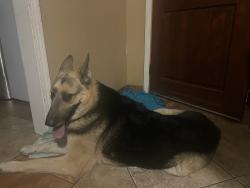 Found/Stray Female Dog last seen West Stewart Ave, Visalia CA, Visalia, CA 93291