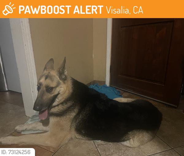 Found/Stray Female Dog last seen West Stewart Ave, Visalia CA, Visalia, CA 93291