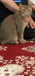 Lost Male Cat last seen Near selmer st, Philadelphia, PA 19116