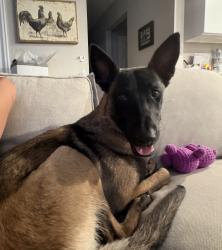 Found/Stray Female Dog last seen South Chambers Road and East Florida, Aurora, CO 80017
