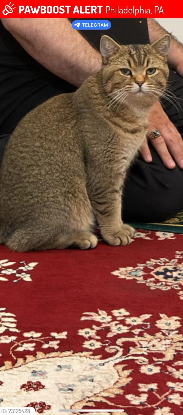 Lost Male Cat last seen Near selmer st, Philadelphia, PA 19116