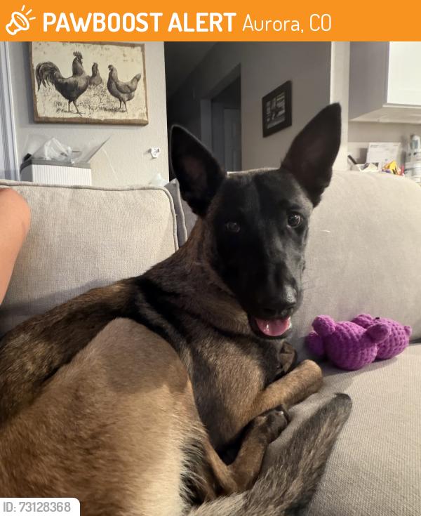 Found/Stray Female Dog last seen South Chambers Road and East Florida, Aurora, CO 80017