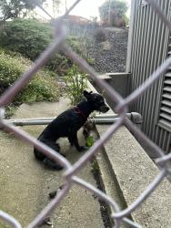 Reunited Unknown Dog last seen 24th st and Northgate behind the retirement community, Oakland, CA 94612