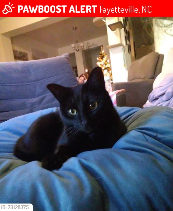 Lost Male Cat last seen Searight dr. And Austin Place, Fayetteville, NC 28307