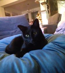 Lost Male Cat last seen Searight dr. And Austin Place, Fayetteville, NC 28307