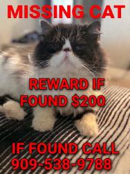 Lost Male Cat last seen Cholla and crystal aire rd, Piñon Hills, CA 92372