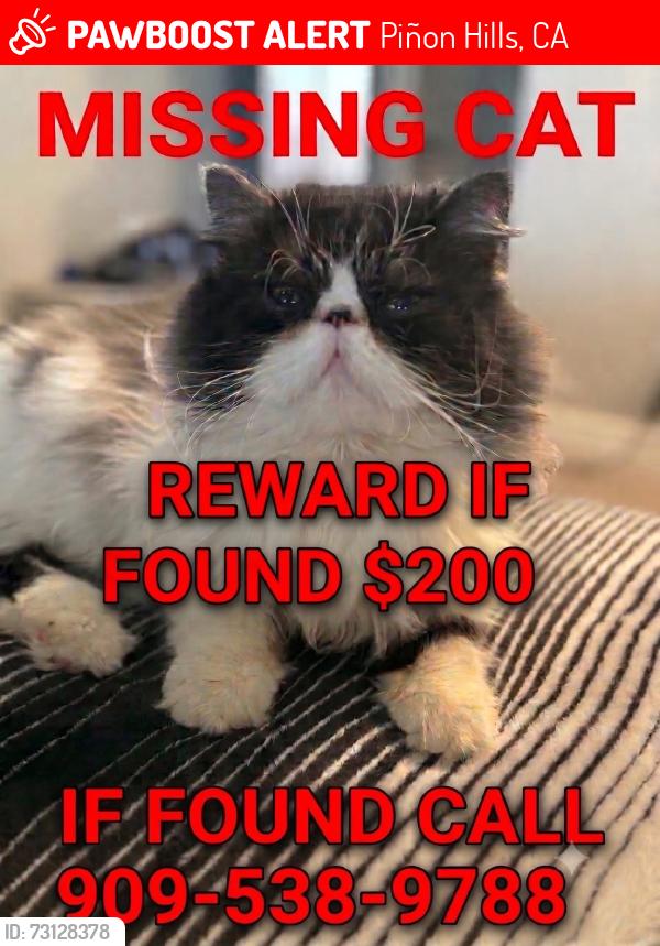 Lost Male Cat last seen Cholla and crystal aire rd, Piñon Hills, CA 92372