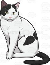 Lost Unknown Cat last seen Near Old Gardiner Rd, Sequim, WA 98382