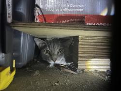 Reunited Unknown Cat last seen E Laurel Ave, Sierra Madre, CA 91024, USA, Sierra Madre, CA 91024