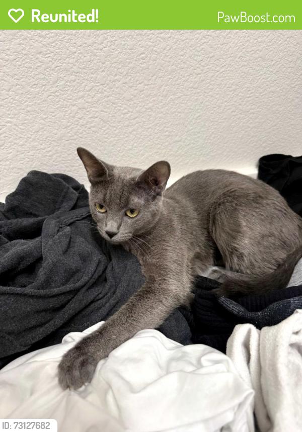 Reunited Female Cat last seen Whitewood and Los Alamos, Murrieta, CA 92563