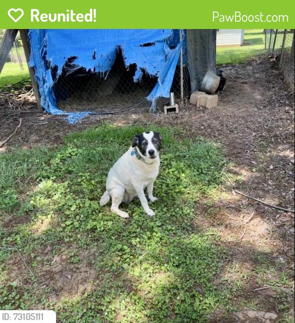 Reunited Female Dog last seen Stringer Ave., Gainesville, Gainesville, GA 30501