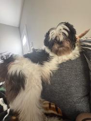Reunited Male Dog last seen Near Walnut Ave apt 3, McAllen, TX 78501, USA, McAllen, TX 78501