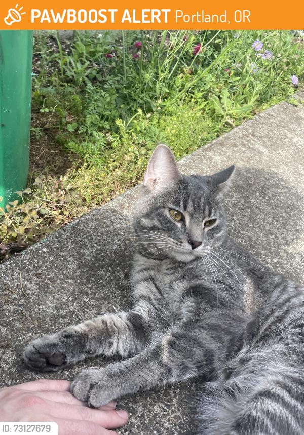 Found/Stray Male Cat last seen N Montana and N Shaver, Portland, OR 97227