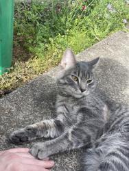 Found/Stray Male Cat last seen N Montana and N Shaver, Portland, OR 97227