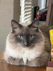 Reunited Male Cat last seen Willow Hollow Rd. & Willow Glen Dr., Chino Hills, CA 91709
