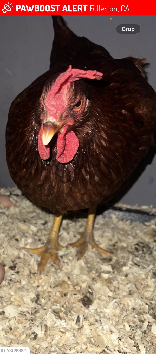 Lost Female Bird last seen Raymond elementary school, Fullerton, CA 92831