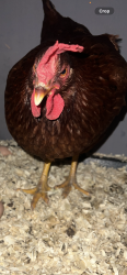 Lost Female Bird last seen Raymond elementary school, Fullerton, CA 92831