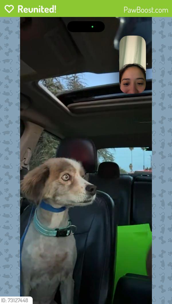 Reunited Male Dog last seen South State St & Cottonwood Ave, San Jacinto, CA 92583