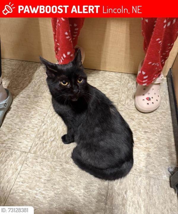 Lost Female Cat last seen 44th and Mohawk, Lincoln, NE 68516