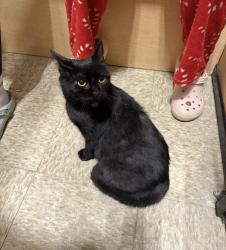 Lost Female Cat last seen 44th and Mohawk, Lincoln, NE 68516