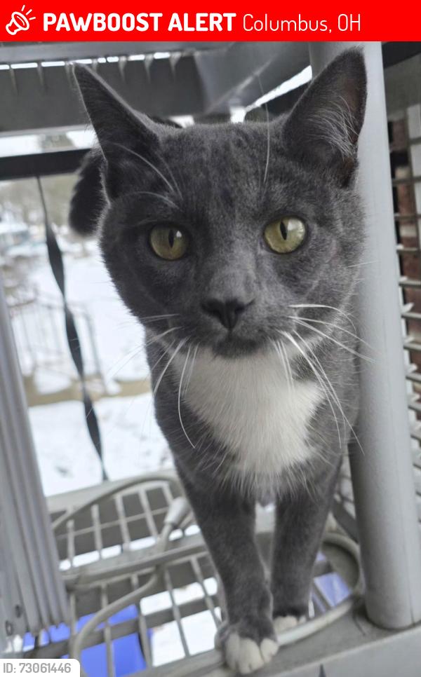 Lost Male Cat last seen Westgate elementary school , Columbus, OH 43204