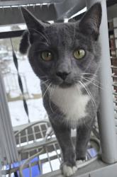 Lost Male Cat last seen Westgate elementary school , Columbus, OH 43204