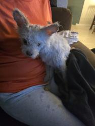 Found/Stray Unknown Dog last seen Stella and kolb, Tucson, AZ 85730