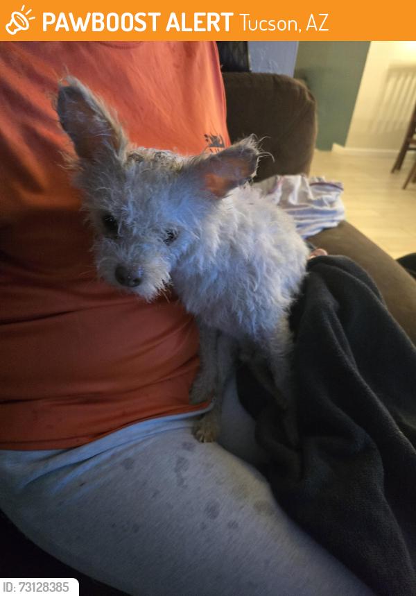 Found/Stray Unknown Dog last seen Stella and kolb, Tucson, AZ 85730
