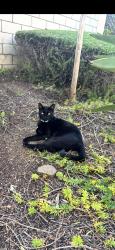 Reunited Male Cat last seen Near Edgehill Rd, Vista, CA 92084, USA, Vista, CA 92084