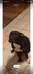 Lost Female Dog last seen 52nd and center, Milwaukee, WI 53210