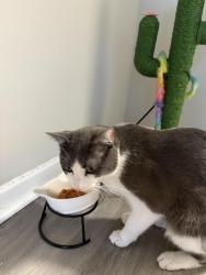 Lost Male Cat last seen Arrive at silver spring , Silver Spring, MD 20910