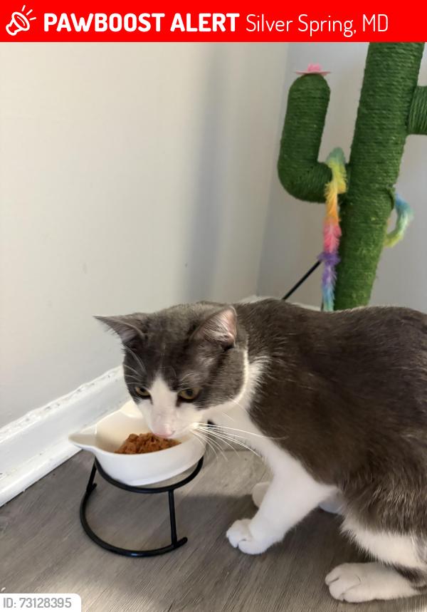 Lost Male Cat last seen Arrive at silver spring , Silver Spring, MD 20910