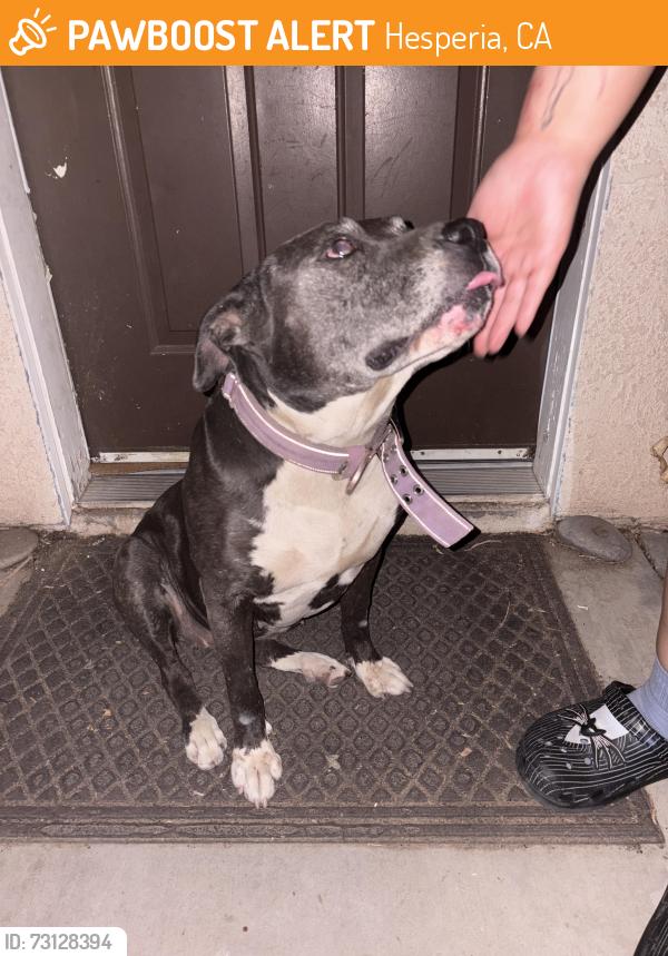 Found/Stray Female Dog last seen Balsam Ave. In Hesperia by the Hesperia Junior High, Hesperia, CA 92345