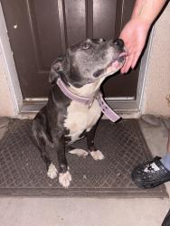 Found/Stray Female Dog last seen Balsam Ave. In Hesperia by the Hesperia Junior High, Hesperia, CA 92345