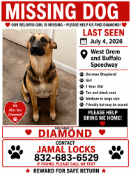 Lost Female Dog last seen Waterlow or Buffalo speedway, Houston, TX 77045
