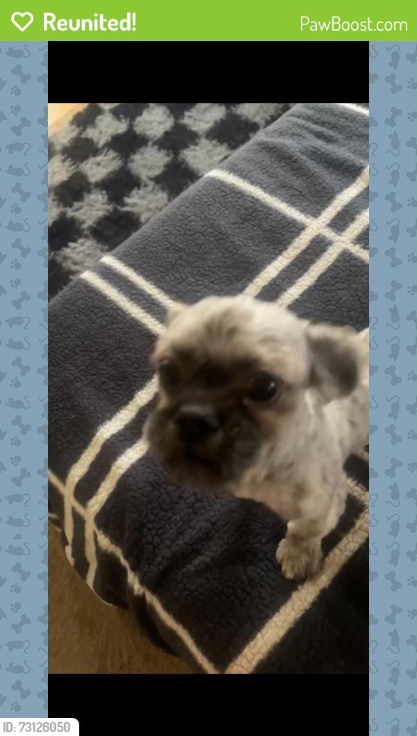 Reunited Male Dog last seen Tower and Unser, Albuquerque, NM 87121
