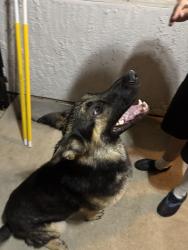 Found/Stray Male Dog last seen Court and vine, Visalia, CA 93291