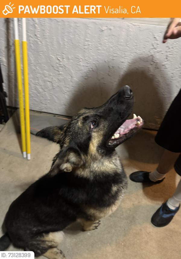 Found/Stray Male Dog last seen Court and vine, Visalia, CA 93291